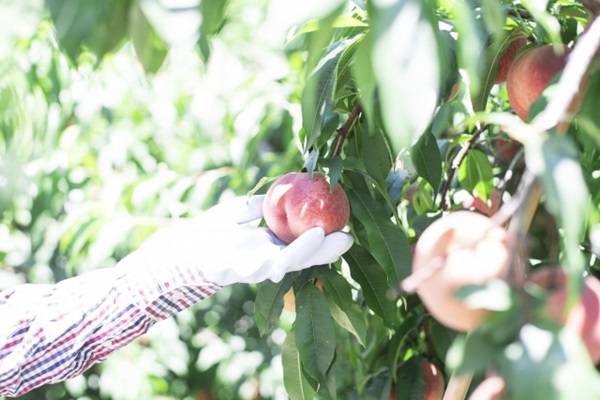 桃の生産量・収穫量が多いのはどこ？産地ランキングを紹介！