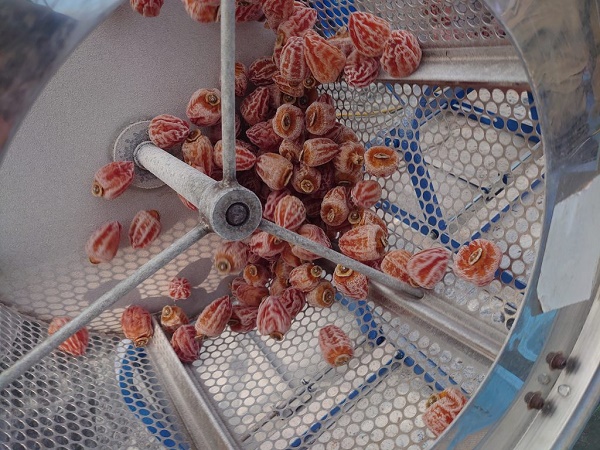 南信州の特産物「市田柿」とは？栽培方法やおすすめ絶品干し柿を紹介