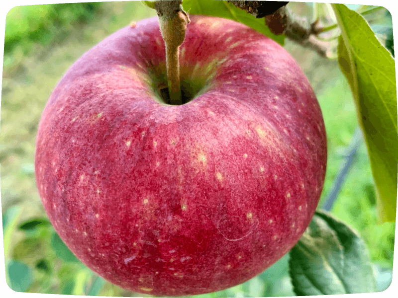 夏が旬！甘酸っぱさと滴る果汁が特徴のシナノリップとは？