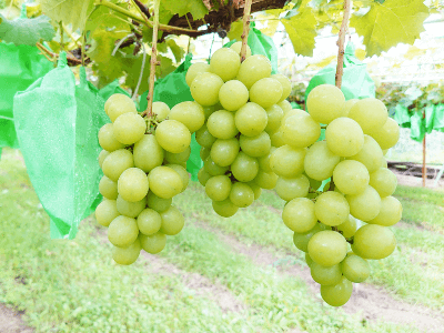 シャインマスカット旬の時期は7〜10月！美味しく食べられる方法を紹介