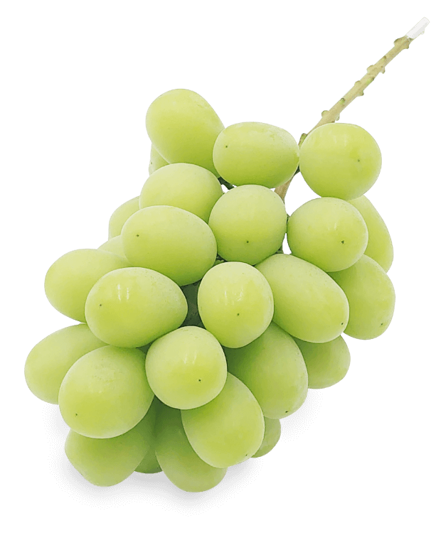 シャインマスカットをお得に買うなら通販がおすすめ！農家直送価格でお届けCOCORO FARM