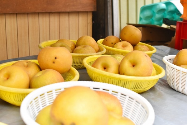 一目でわかる！美味しい梨の見分け方を解説