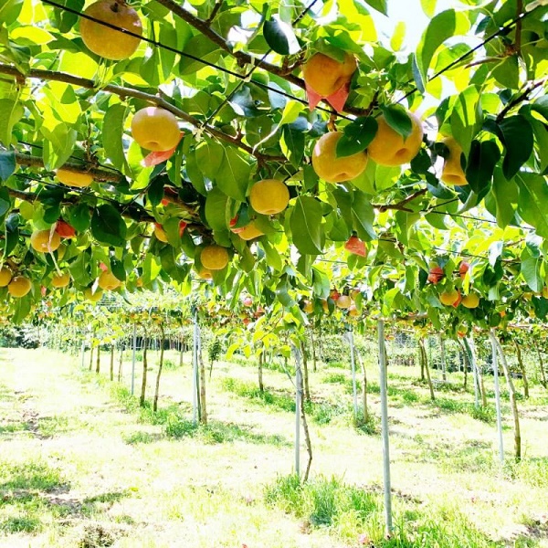 通販で梨を買うなら産地直送のCOCORO FARM│お取り寄せフルーツ