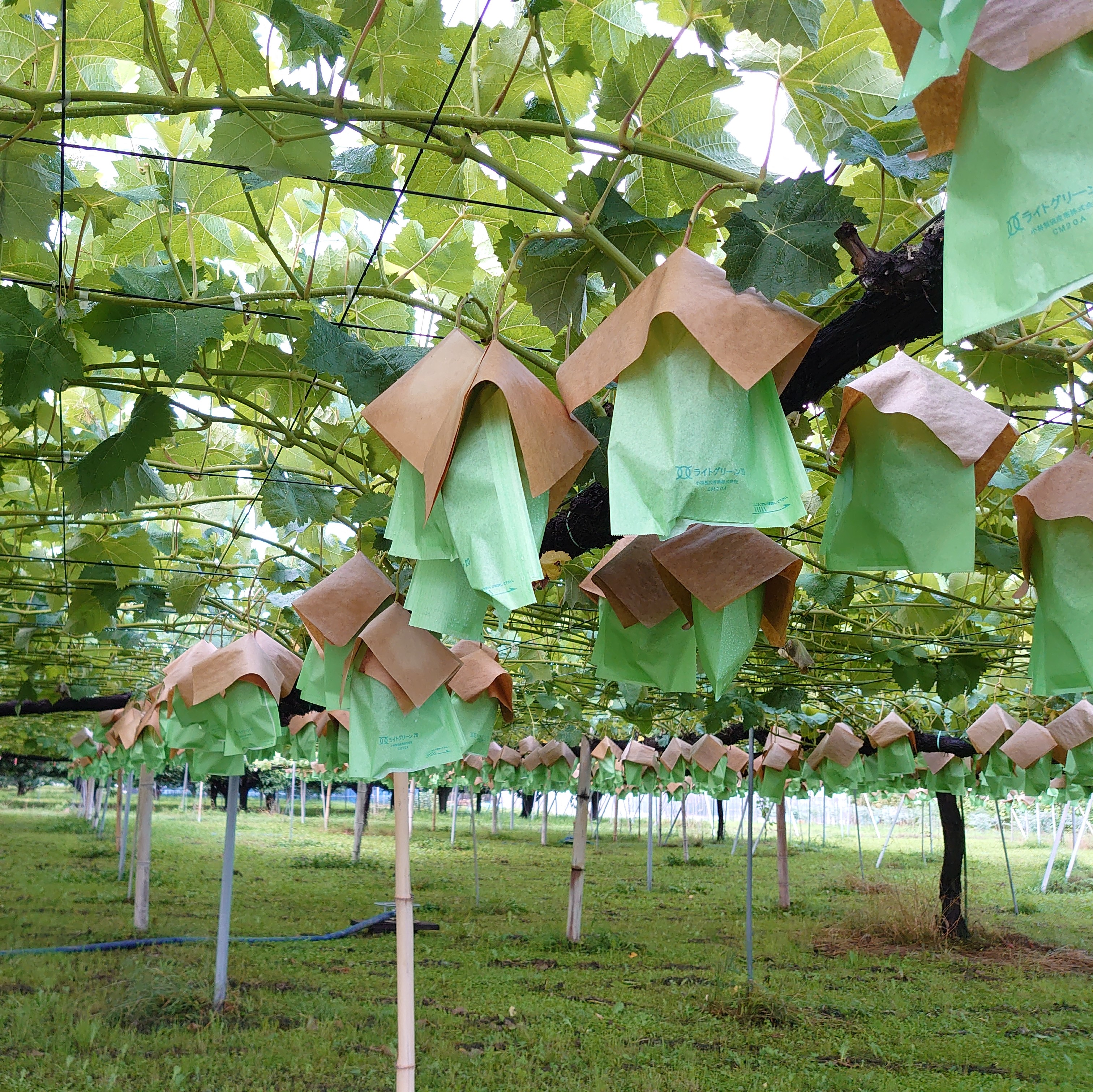 ぶどうの女王様「シャインマスカット」ができるまで