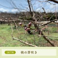 3月下旬桃の芽吹き