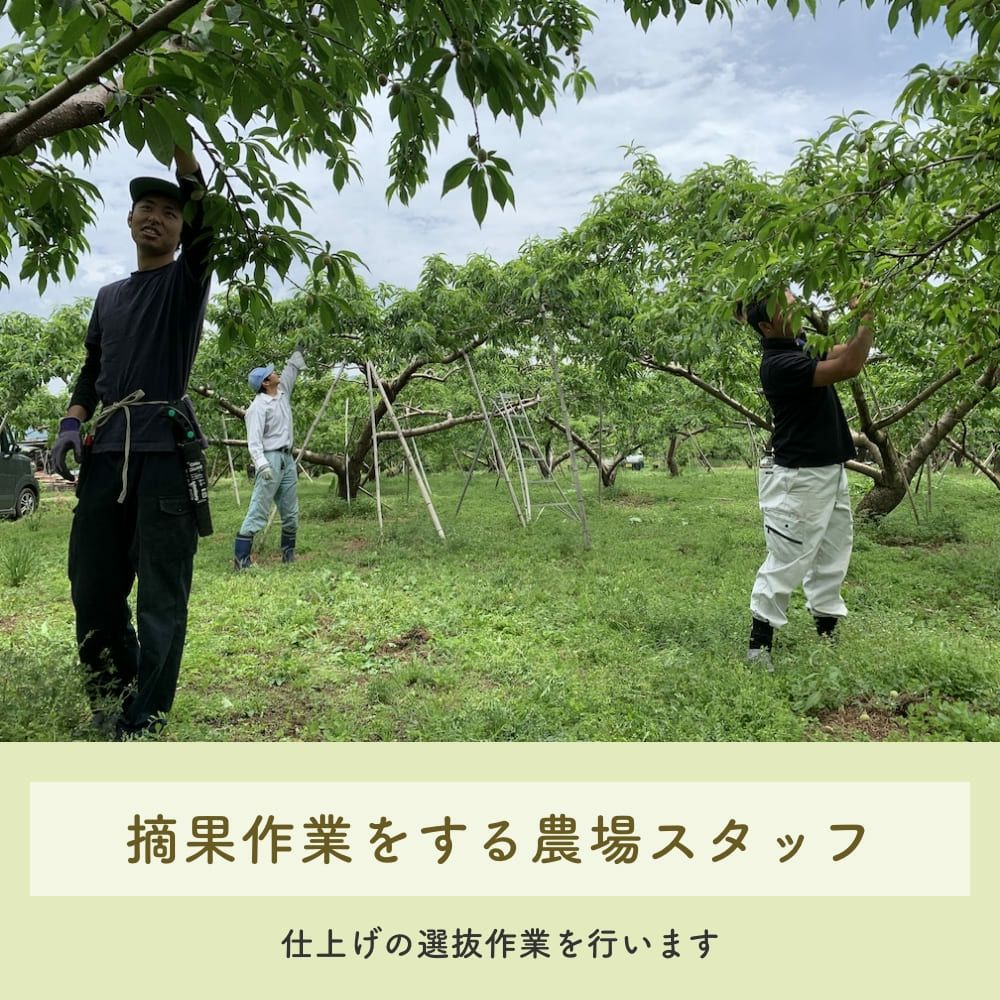 長野県産 桃 あかつき 特秀 約3キロ / 約5キロギフト 贈答 | COCORO