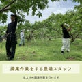 摘果作業