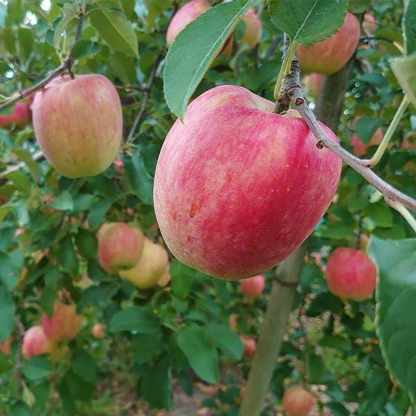 送料無料！】りんご シナノドルチェ 秀3kg | COCORO FARM VILLAGE
