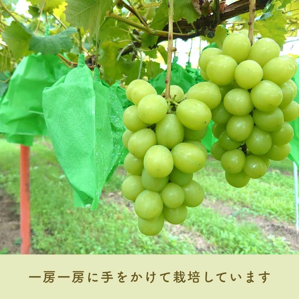 ぶどう 千明農園のシャインマスカット ギフトに。 約1キロ | COCORO