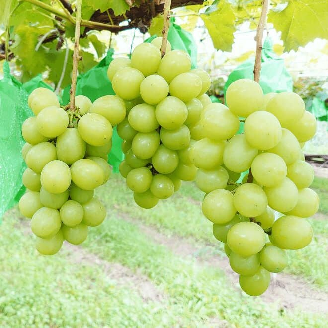 ぶどう 千明農園のシャインマスカット ギフトに。 約1キロ | COCORO