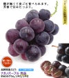 ナガノパープル