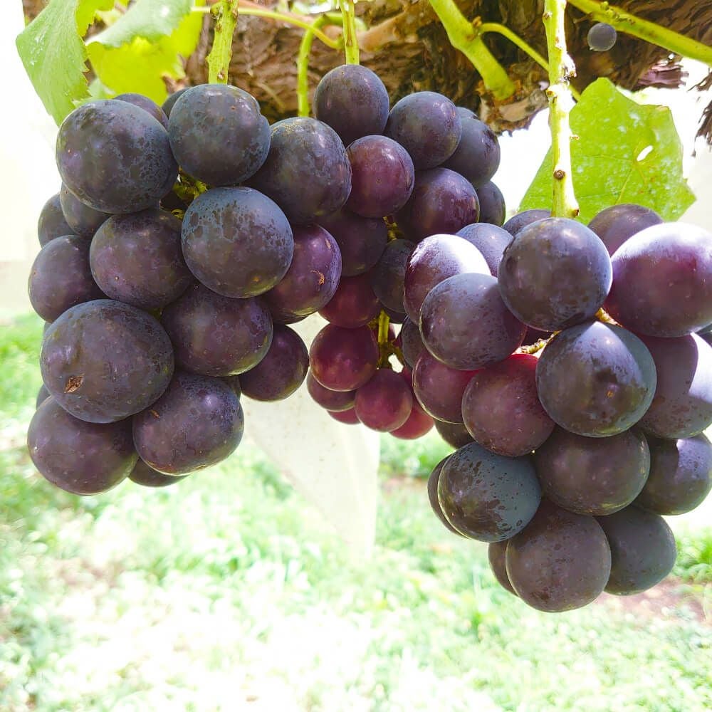 ぶどう ナガノパープルギフトに。 約1．2キロ/約2キロ | COCORO