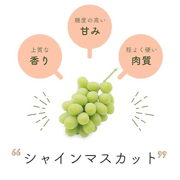 ぶどう シャインマスカット訳あり ご家庭向け 1.2キロ | COCORO FARM
