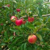 紅玉栽培の様子