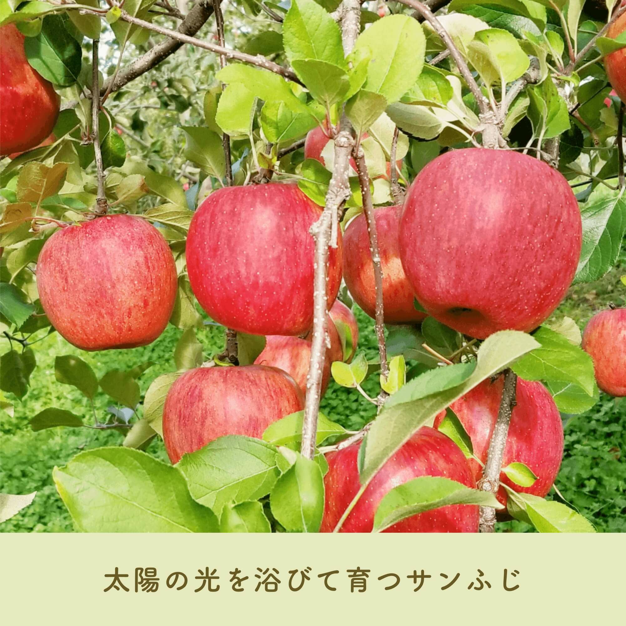 訳あり】長野県産 りんご サンふじ 家庭用 | COCORO FARM VILLAGE