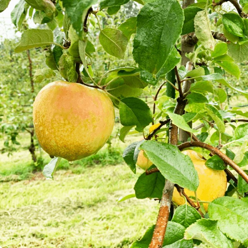 長野県産 りんご ぐんま名月 特秀 | COCORO FARM VILLAGE