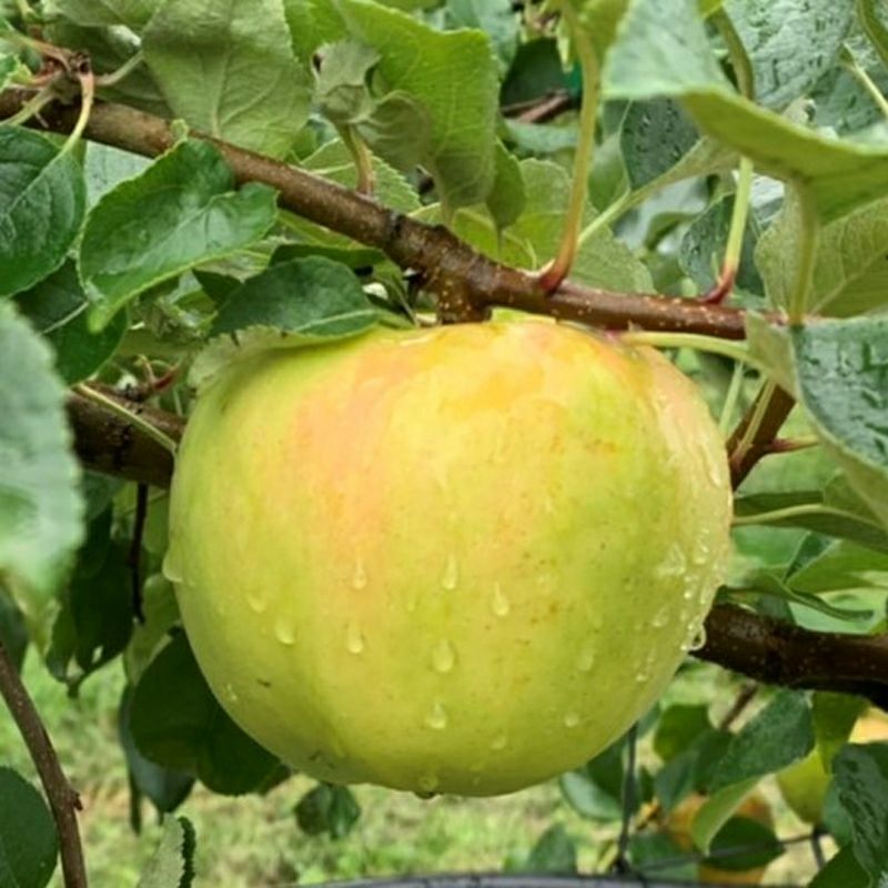 長野県産 りんご ぐんま名月 特秀 | COCORO FARM VILLAGE