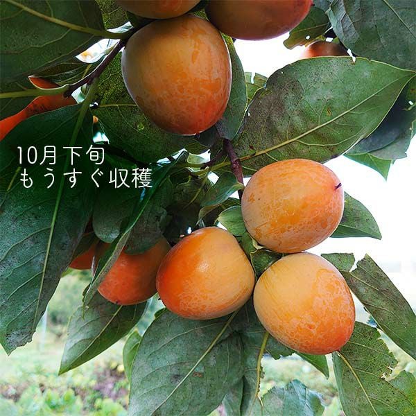 信州産 市田柿 白箱 （特秀） | COCORO FARM VILLAGE