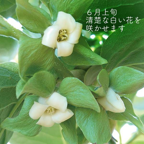 信州産 市田柿 黒箱 ギフト | COCORO FARM VILLAGE