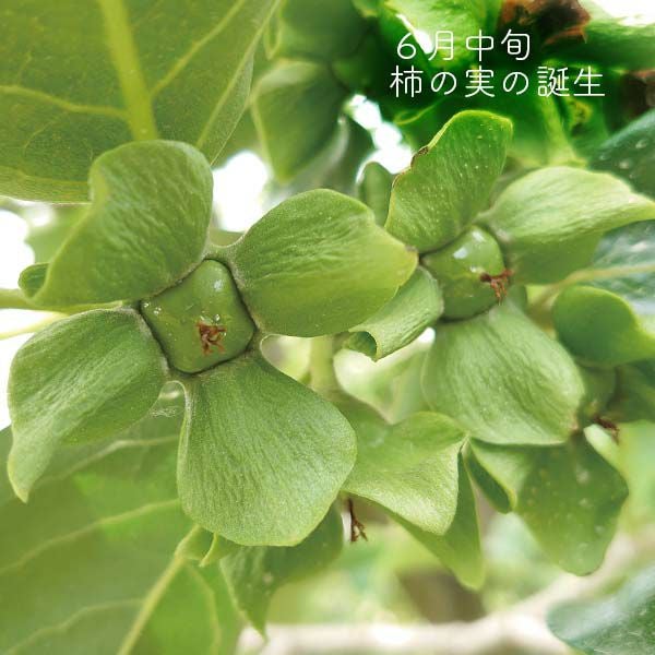 栽培の様子