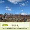 1,2月剪定作業