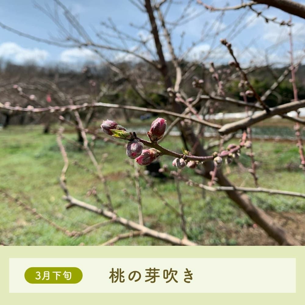 長野県産 桃 あかつき プレミアム 約2キロ贈答に。自身のご褒美に