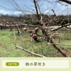 3月下旬桃の芽吹き