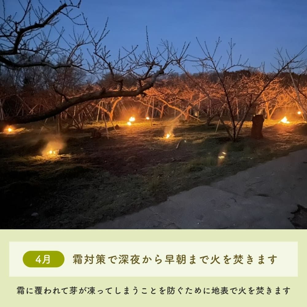 4月霜対策