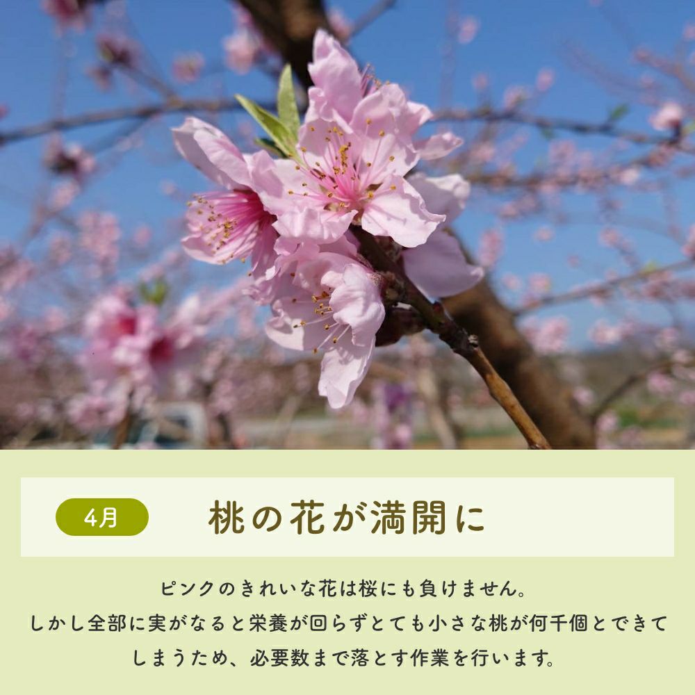 4月花満開
