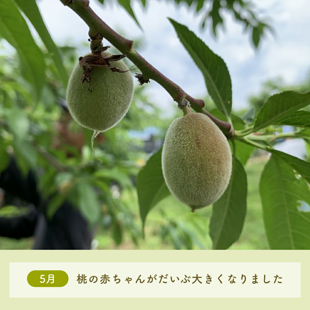長野県産 桃 あかつき プレミアム 約2キロ贈答に。自身のご褒美に