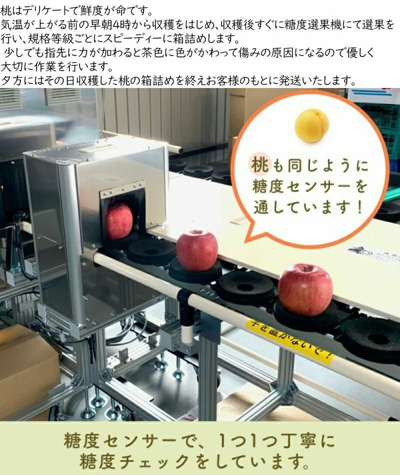 長野県産 桃 あかつき プレミアム 約2キロ贈答に。自身のご褒美に