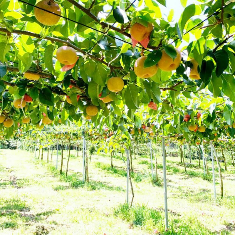 長野県産 梨 幸水 プレミアム ギフト 約2/3キロ | COCORO FARM VILLAGE