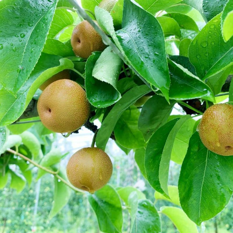 豊水