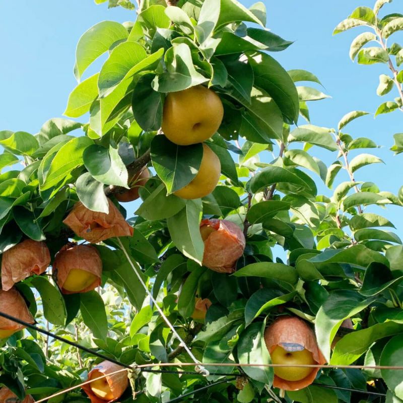 長野県産 梨 南水 プレミアム約3キロ 5キロ | COCORO FARM VILLAGE