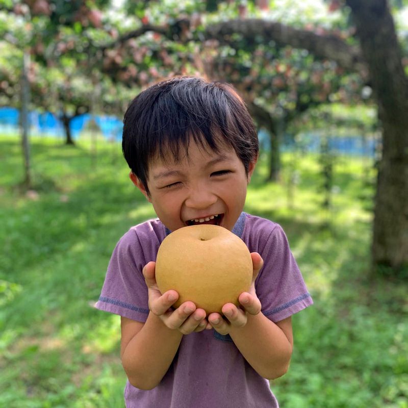 長野県産 梨 南水 プレミアム約3キロ 5キロ | COCORO FARM VILLAGE