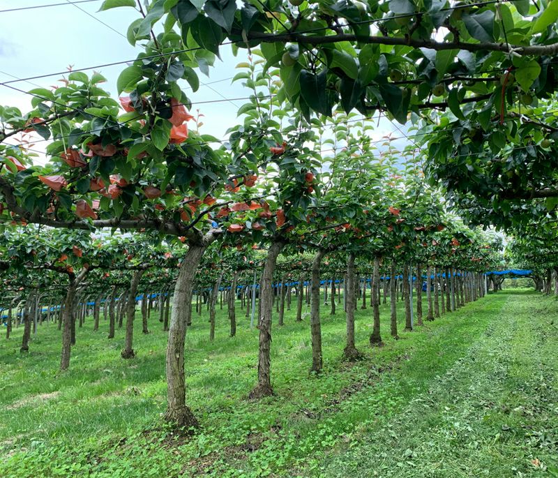 長野県産 梨 南水 プレミアム約3キロ 5キロ | COCORO FARM VILLAGE