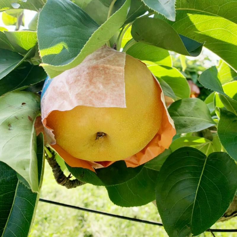 特大南水梨　3玉で 長野県産 梨 南水 特秀約3キロ 5キロ | COCORO FARM VILLAGE