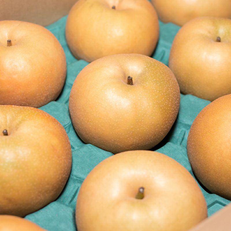 長野県産梨 南水 なんすい 家庭用小玉 キズ 約5キロ | COCORO FARM