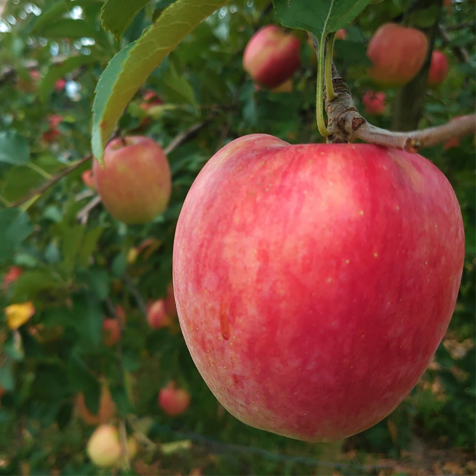 送料無料！】りんご シナノドルチェ 秀10kg | COCORO FARM VILLAGE