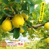 シナノゴールド