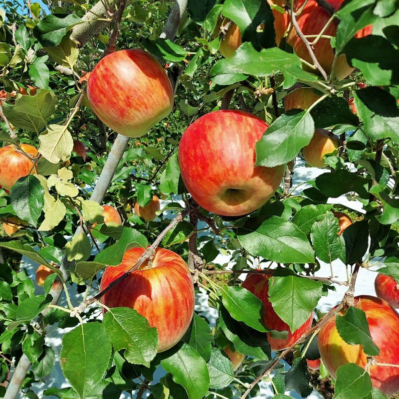 長野県りんご3兄弟セットシナノスイート 秋映 シナノゴールド | COCORO
