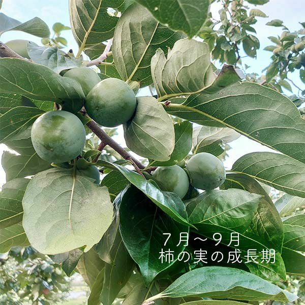 市田柿 自家用 300g パック | COCORO FARM VILLAGE