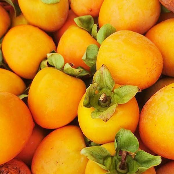 市田柿 自家用 300g パック | COCORO FARM VILLAGE