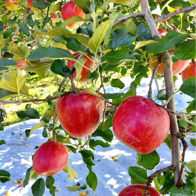 長野県産 りんご シナノスイート プレミアム 約3キロ | COCORO FARM
