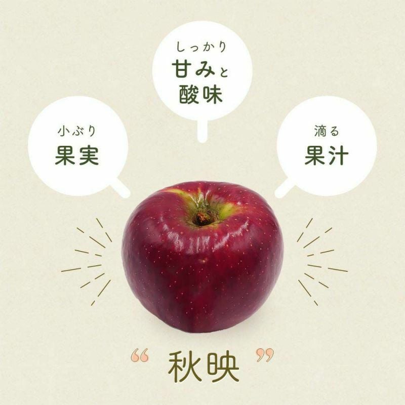 長野県須坂市 秋映りんご 訳あり 箱込み10〜11kg 訳あり】 りんご 秋映 2026年10月中旬から10月末 10kg | 長野県飯綱町