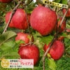サンふじ 贈答