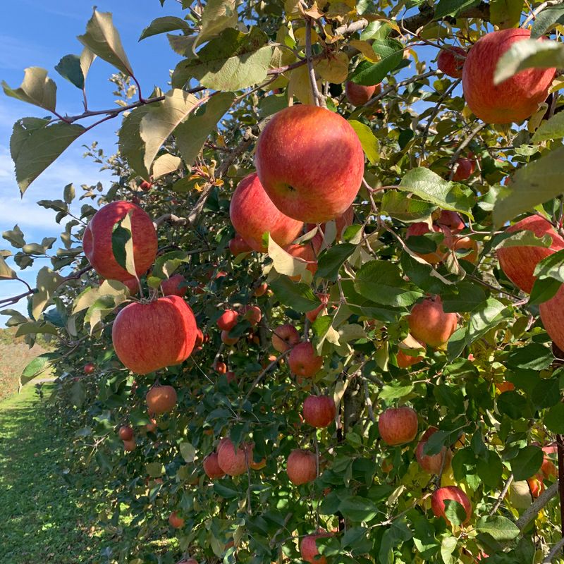 長野県産 りんご サンふじ プレミアム ギフトお歳暮などのご贈答に