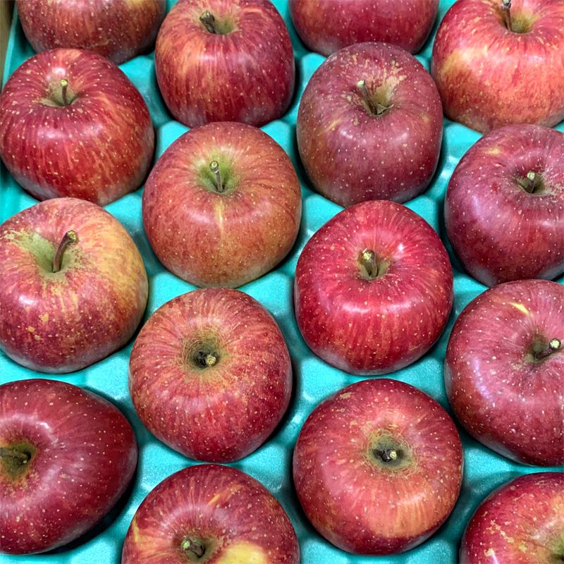 長野県産 りんご サンふじ プレミアム ギフトお歳暮などのご贈答に