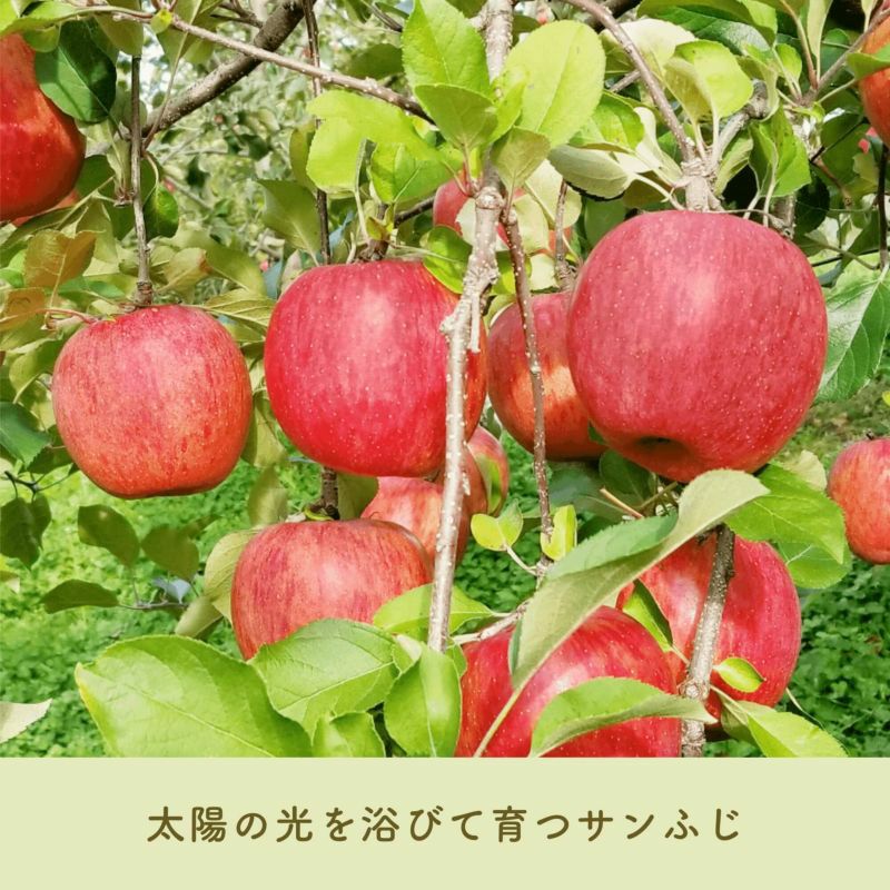 長野県産 りんご サンふじ 特秀ご贈答やご自宅にも。 | COCORO FARM