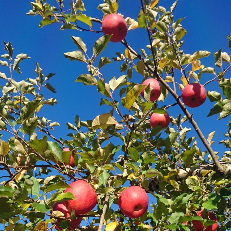 長野県産 りんご サンふじ 特秀ご贈答やご自宅にも。 | COCORO FARM